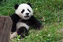 061 Chengdu, giant panda research center, reuzenpanda